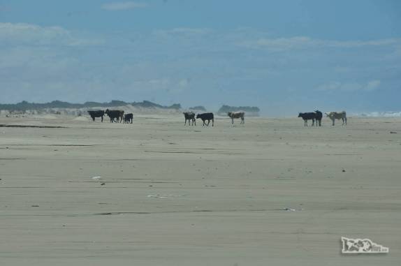 Encontrando tráfego na Praia do Cassino, entre Chuí e Rio Grande, no Rio Grande do Sul